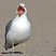 California Gull